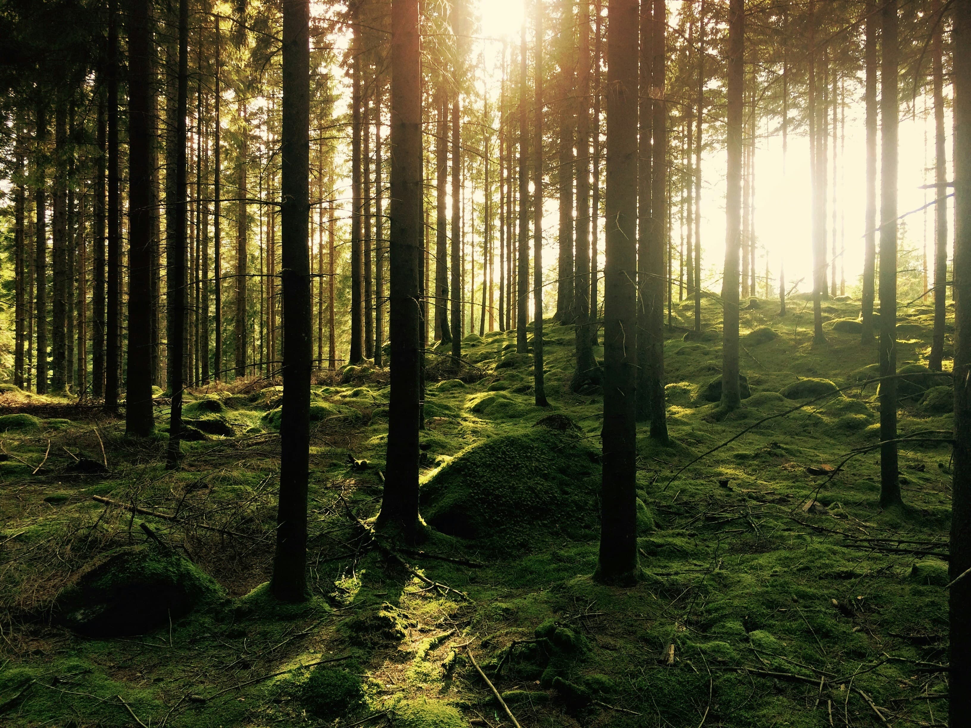 Forêt gérée par ABAZI